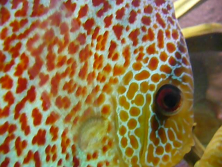 Diskus Leopard Snak Skin Spaider Leopard Ringleopard