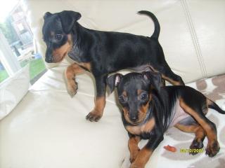Zwergpinscher zu Verkaufen