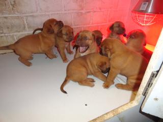 Bordeaux Doggen