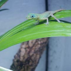 Anolis trinitatis, St Vincent Anolis