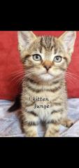 3 BKH Kitten suchen ein Neues Zuhause