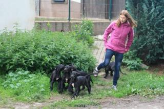 Deutsche Doggen Welpen Schwarz mit weissem Abzeichen