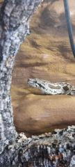 1. 0 Südliche Madagaskarboa