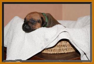 Rhodesian Ridgeback Welpen in der Hedermühle/Salzkotten