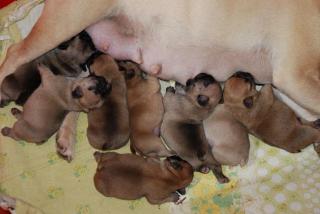 Französische Bulldogge