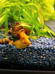 Tylomelania Orange Goldene Turmdeckelschnecke, Felsenschnecke