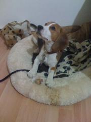 Byron sucht zuhause