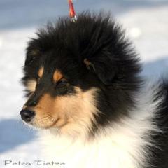 Collie kind sucht.