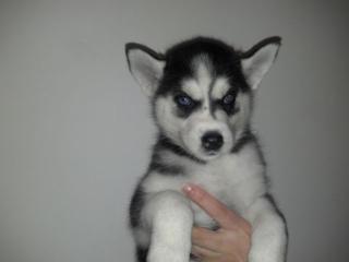 6 Mädels 2 Rüde Reinrassige Sibirian Husky Lajka