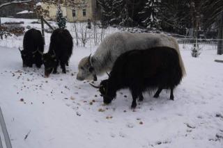 Yak Yakkälbchen