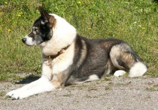Siberian Husky sucht ein neues zu Hause