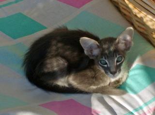 1 lieber Orientalisch Langhaar Kater