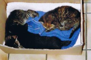 Wir 3Kazenbabies suchen ab sofort ein liebevolles Zuhause zum Wohlfühlen
