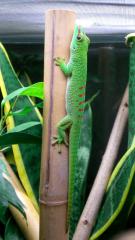 Phelsuma grandis Nachzuchten Großer Madagaskar Taggecko