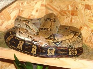 Boa Constrictor Constrictor mit Terrarium,