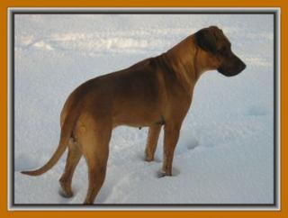 Wurfankündigung Rhodesian Ridgeback in Salzkotten
