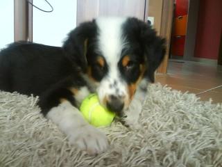 Australian Shepherd