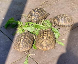 4 Griechische Landschildkröten Testudo hermanni-hermanni