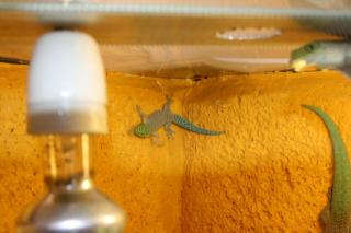 0, 0, 1 Phelsuma Standingi