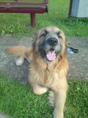 Wach hund abzugeben