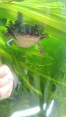 Axolotl kostenlos abzugeben