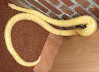 Granit-Albino-Tigerpython