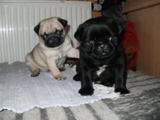 Gechipt, geimpft beige u. schwarz Mops Welpen,