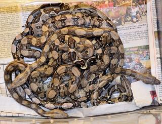 Gebe 0. 0. 19 Mischlings-Boas vom 12. 07. 2021 ab.