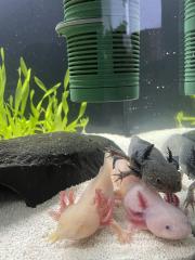 Axolotl Gold und Weiß