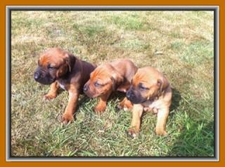 Wunderschöne Rhodesian Ridgeback Welpen