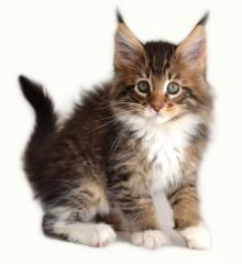 Maine Coon Kitten Träume