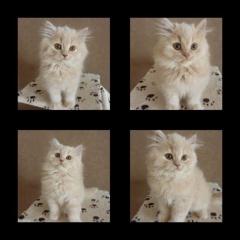 Vier Britisch Langhaar Kater in cream suchen Kuschelpatz auf Lebenszeit
