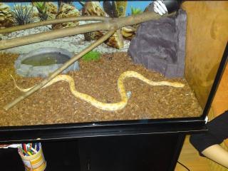 Albino Tiegerpython