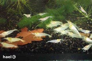 White Pearl, Weiß Perlen Garnelen Pflanzen