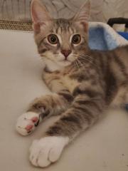 Bildhübscher Katzenjunge