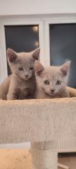 Russisch blau Kitten reinrassig 20. 11. 2024