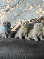 Süsse BKH Kitten Mix suchen neues Zuhause