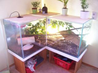 Boa Constrictor mit Terrarium Komplett