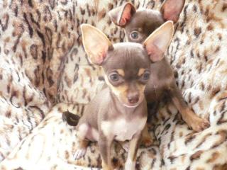 Süßes Chihuahuamädchen sucht Familie zum Kuscheln