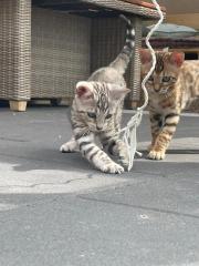 Bengalen Babys suchen neue Dosenöffner