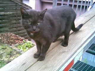 Schwarze 10 Jahre alte Scheidungs-Katzen-Dame nur in gute Hände abzugeben