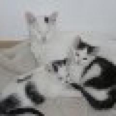 Katzenbabys 3 Monate alt