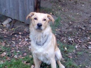 Labrador-Goldi-Mix