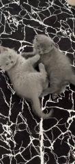 Britische Katze mit Stammbaum
