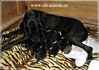 Deutsche Dogge sehr Schöne Pap. Welpen
