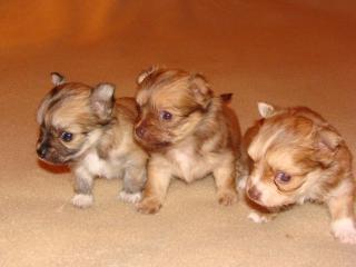 Chihuahua Welpen
