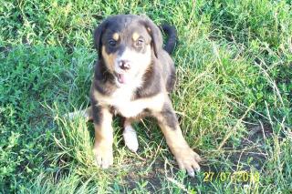 Grosser Schweizer Sennenhund