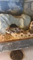 1. 0 Hakennasennatter - Heterodon nasicus anaconda het. albino