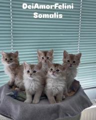 Somali Kitten in silber
