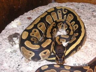 1. 1 Python Regius abzugeben